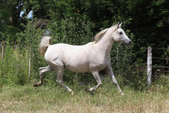 RO MUÑECA